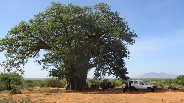 Im Land der Baobab, der Affenbrotbäume, ist Brennholz knapp