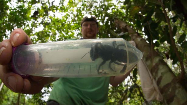Indonesien: Forscher finden größte Biene der Welt