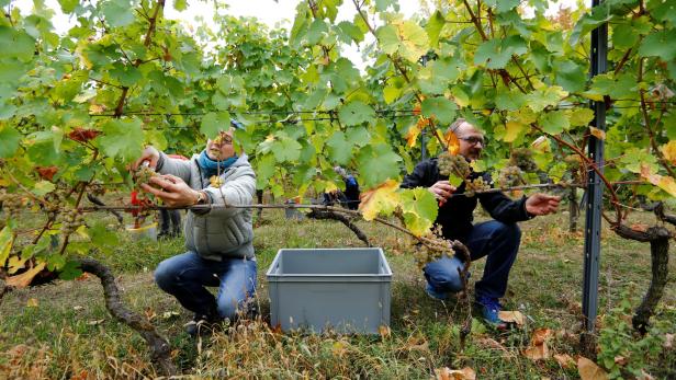 Wachau: Streit um Weingut schürt Ängste