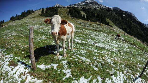 Nach Kuh-Urteil: Runder Tisch in Tirol am Mittwoch