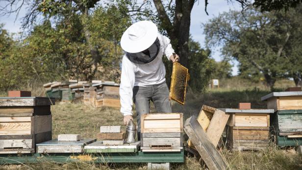 Liebe zur Biene in vierter Generation