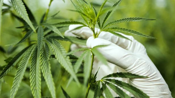 Cannabis-Rekordmenge in Österreich sichergestellt