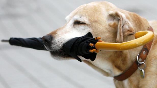 Ein Labrador trägt einen geschlossenen Regenschirm im Maul.