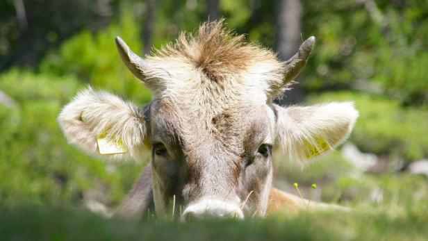 Haftung bei Rinder-Attacken: Tirol plant Kuh-Versicherung