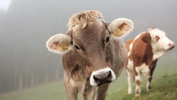 Was ist Bio-Heublumenmilch und warum schmeckt sie besser?