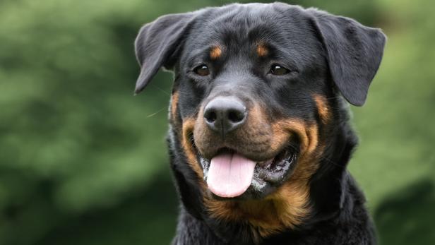 Hundegipfel ändert nichts: Wien hält an Rasselisten fest