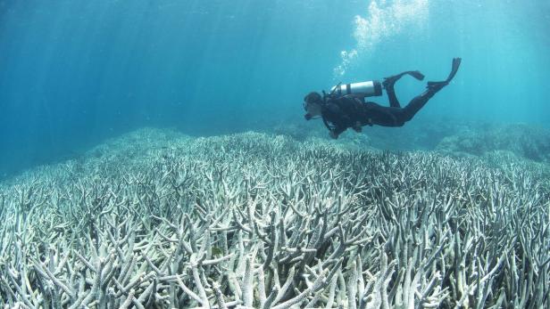 Forscher: &quot;Vom Great Barrier Reef wird irgendwann nicht mehr viel übrig sein.&quot;