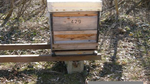 Ein Bienenstock der auf einer Funk-Waage stand, um einen Diebstahl zu bemerken, wurde von den Dieben zurückgelassen.
