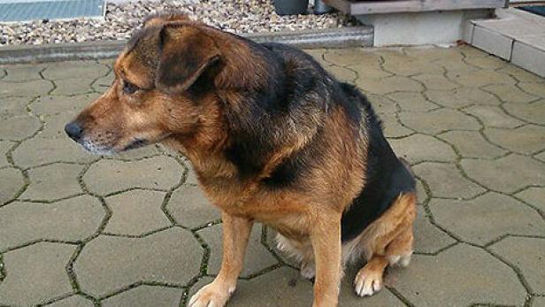 Ein braun-schwarzer Hund sitzt auf einer gepflasterten Fläche.