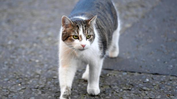 Larry the cat is seen in Downing Street in London Kater Larry: Der letzte Star im britischen Kabinett