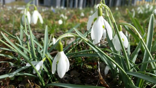 Mehrere Schneeglöckchen blühen im Gras.