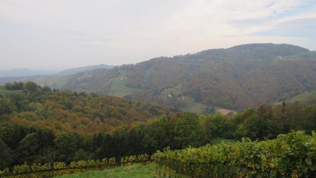 Blick über grüne Weinberge auf eine hügelige Landschaft mit Wäldern.