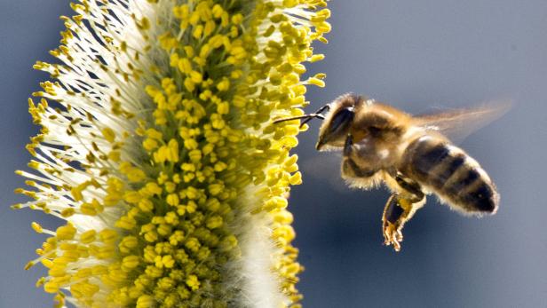 ARCHIV - Eine Biene fliegt am 07.04.2013 in Frankfurt am Main (Hessen) zu den Pollen eines Weidenkätzchens. Die ersten warmen Frühlingstage sind da, doch Hessens Bienen sind nach Expertenansicht noch immer in einer kritischen Phase. Zwar gebe es jetzt die ersten Blüten und damit Nahrung für die Tiere. Doch die Vegetation sei je nach Region um etwa drei Wochen zurück - und entsprechend auch die Entwicklung der Völker. Foto: Boris Roessler/dpa (zu dpa: «Expertin: Bienen brauchen mehr warme Tage vom 21.04.2013) +++(c) dpa - Bildfunk+++