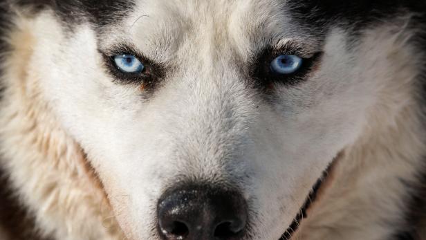 A Siberian Husky looks on during a practice session on the frozen  Biryusa River in the Siberian Taiga area outside Krasnoyarsk