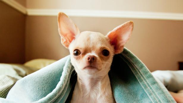 Chihuahua-Welpe (Symbolbild)