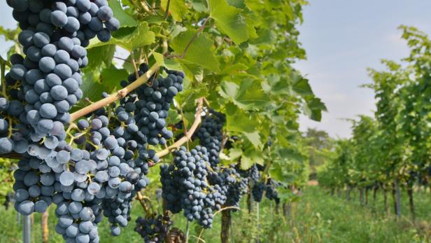Reife, dunkle Trauben hängen an den Rebstöcken in einem Weinberg.