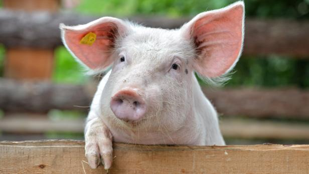 Das Schwein – bald zu hundert Prozent aus Österreich