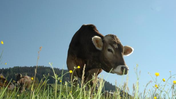 Vorarlberg: Land übernimmt nach Kuh-Urteil vorübergehend Versicherungsschutz