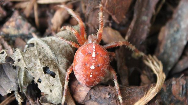 Die Gartenkreuzspinne (o.) kann man sowohl in Asien als auch bei uns finden. Sie ist für den Menschen völlig harmlos.