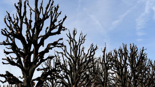 Eine Reihe von beschnittenen Bäumen vor einem hellblauen Himmel.