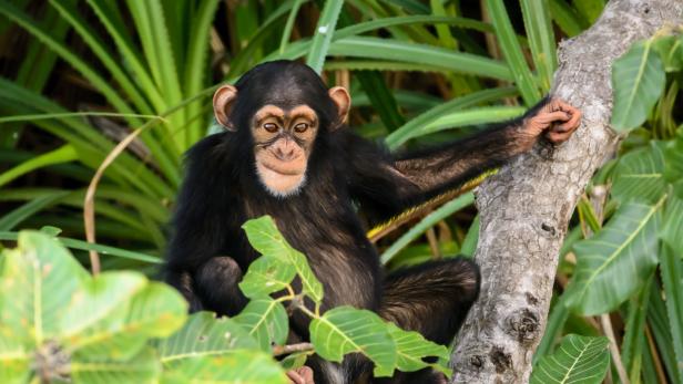 Schimpansen bilden mit "Huu" und "Waa" Mini-Sätze