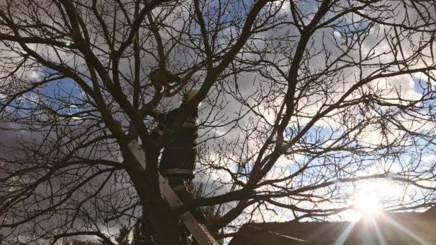 Katze hing mit Halsband in Baum fest: Feuerwehr rettete Stubentiger