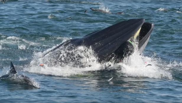 Video: Taucher von Wal verschluckt und ausgespuckt