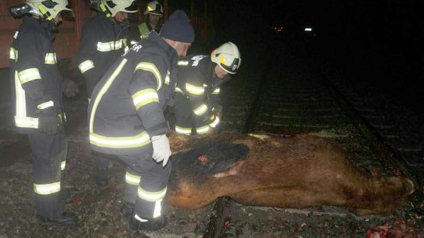 Innviertel: Drei Kühe von Güterzug gerammt und getötet