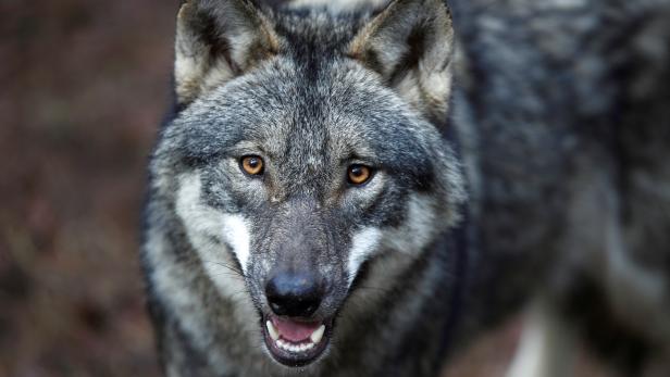 A wolf is seen in the wildlife Park Schorfheide near Gross Schoenebeck