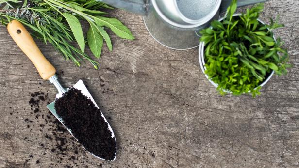 Start der Gartensaison: Diese Aussaat lohnt sich im Jänner