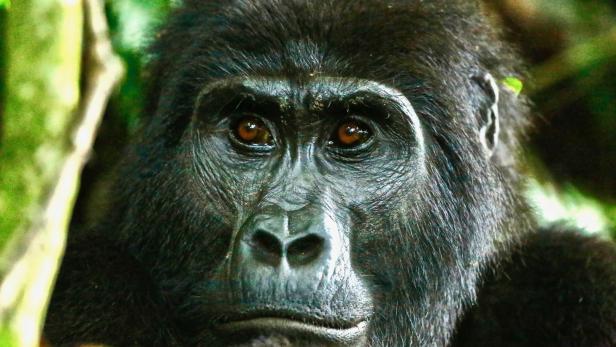 Unvergessliche Begegnung: Gorillas im Regenwald