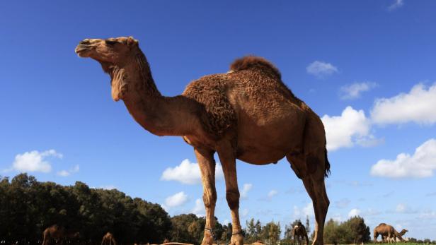 A camel stands in a farm in Benghazi, February 11, 2013. REUTERS/Esam Al-Fetori (LIBYA - Tags: ANIMALS)