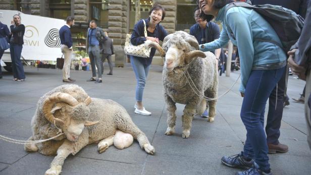 Merino-Schafe als Touristenattraktion in Sydney.