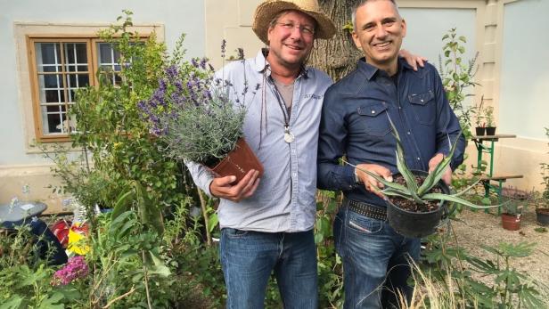 Gartenexperten in Neusiedl: Warum Thujen für die Biotonne sind