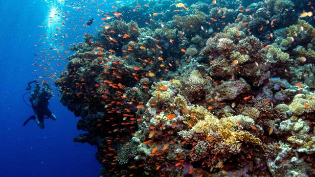Korallenriff vor Ägypten