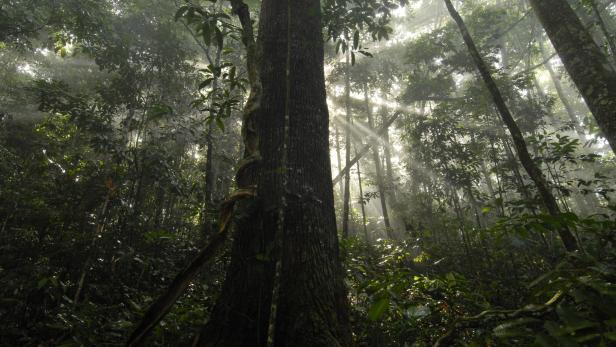 Symbolbild: Der Amazonas-Regenwald