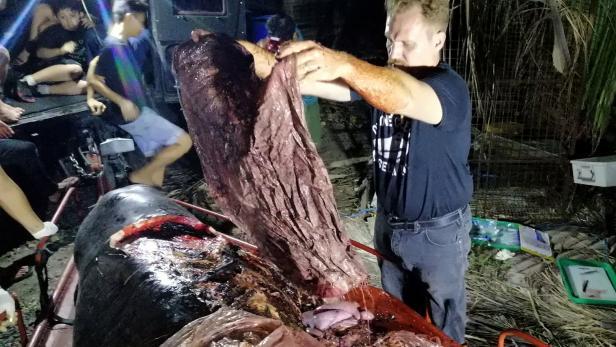 Philippinen: Toter Wal hatte 40 Kilo Plastik im Magen