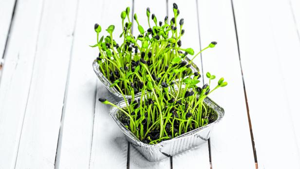 Grünes auf der Fensterbank: Tipps für den Sprossenanbau