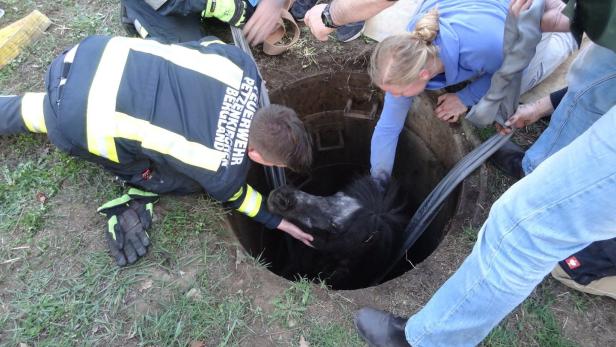 Zwergpony "Zwergi" stürzte in Betonschacht: Feuerwehr im Einsatz