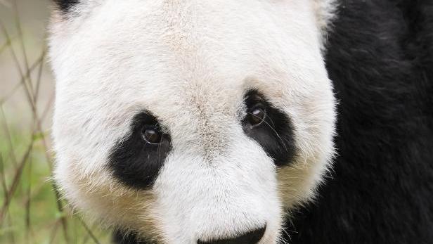 Der Tiergarten Schönbrunn bekommt ein neues Panda-Männchen