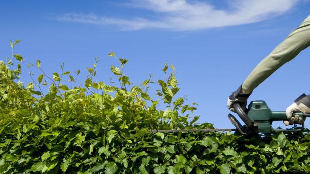 Oft gibt es eine Hecke statt eines Zaunes. Die Regeln für überhänge Äste oder eindringende Wurzeln sind dieselben