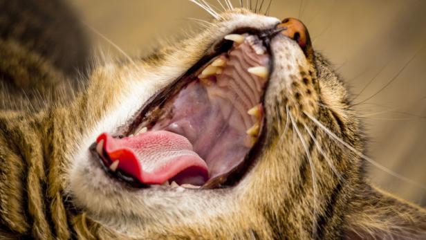 Spitze lange Zähne, viele Keime: Ein Katzenbiss kann böse verletzen.