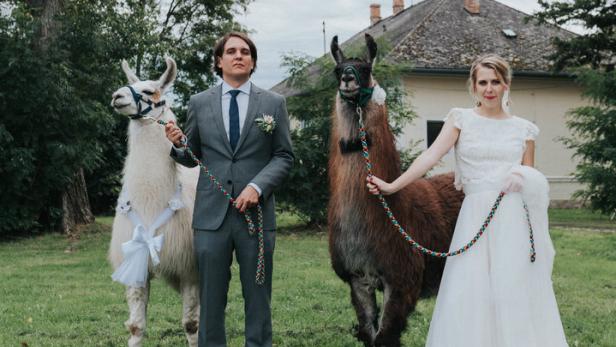 Posieren zu viert: Alexandra und Robert Hahnenkamps Hochzeit wurde dank zweier Lamas noch unvergesslicher