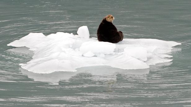 20 Grad zu warm: Rekord-Hitzewelle in Alaskas polarem Norden