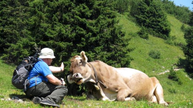 Kurse für Wanderer: Auf Du und  Du mit der Kuh