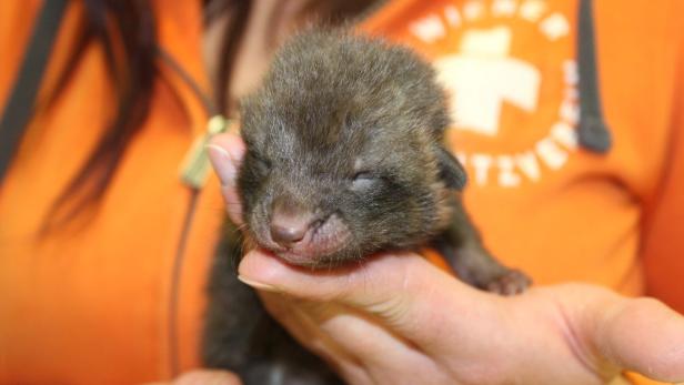 Gerettet: Fuchsbaby bei Bushaltestelle entdeckt