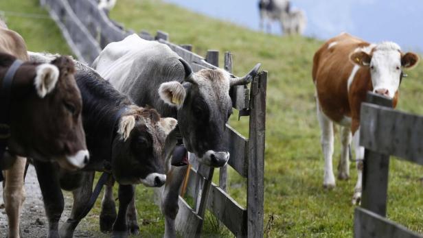 Cows stand on a grassland before walking down from Mutterer Alm, some 10km south of the western Austrian city of Innsbruck September 15, 2012. At the end of the summer season, farmers move their herds down from the Alps to the valley into winter pastures. REUTERS/Dominic Ebenbichler (AUSTRIA - Tags: AGRICULTURE ANIMALS)