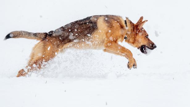 Schäferhund (Symbolbild)