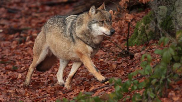 Der Wolf dürfte aus Slowenien oder Kroatien gekommen sein (Symbolbild)