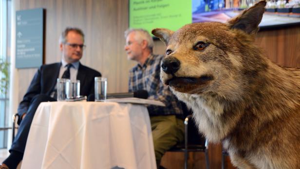 Forscher informierten - daneben der bisher letzte in Niederösterreich erlegte Wolf